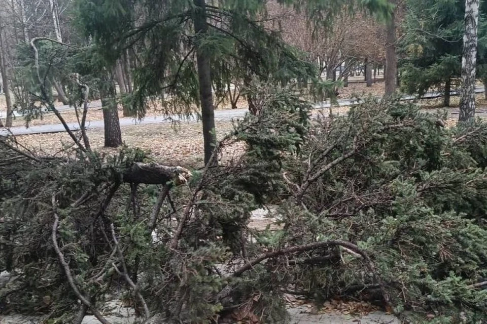 Прокуратура проверяет, почему аварийные деревья не спилили вовремя. Фото: пресс-служба прокуратуры по Новосибирской области