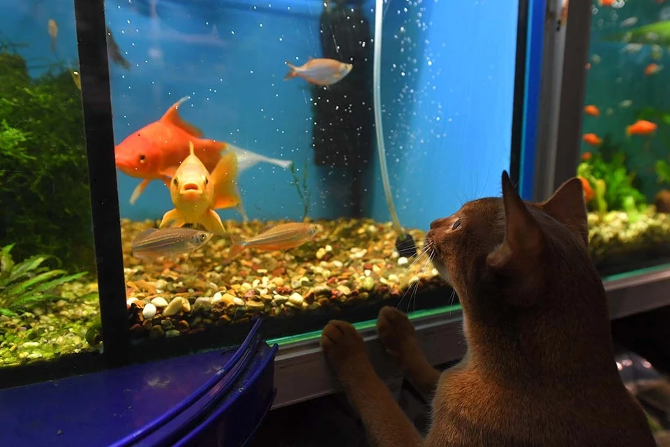 Студентам нужно собрать 42 тысячи рублей.