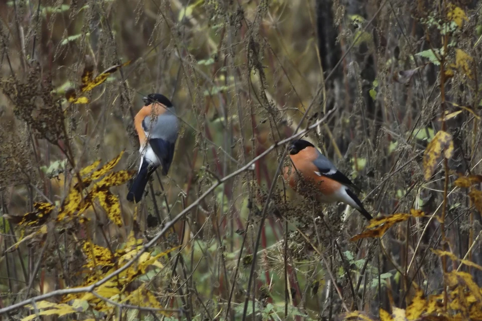 Снегири в Удельном парке. Фото: t.me/udelnyjpark