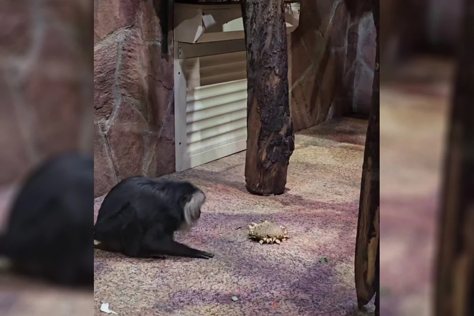 Первая встреча. Фото: t.me/lenzoopark