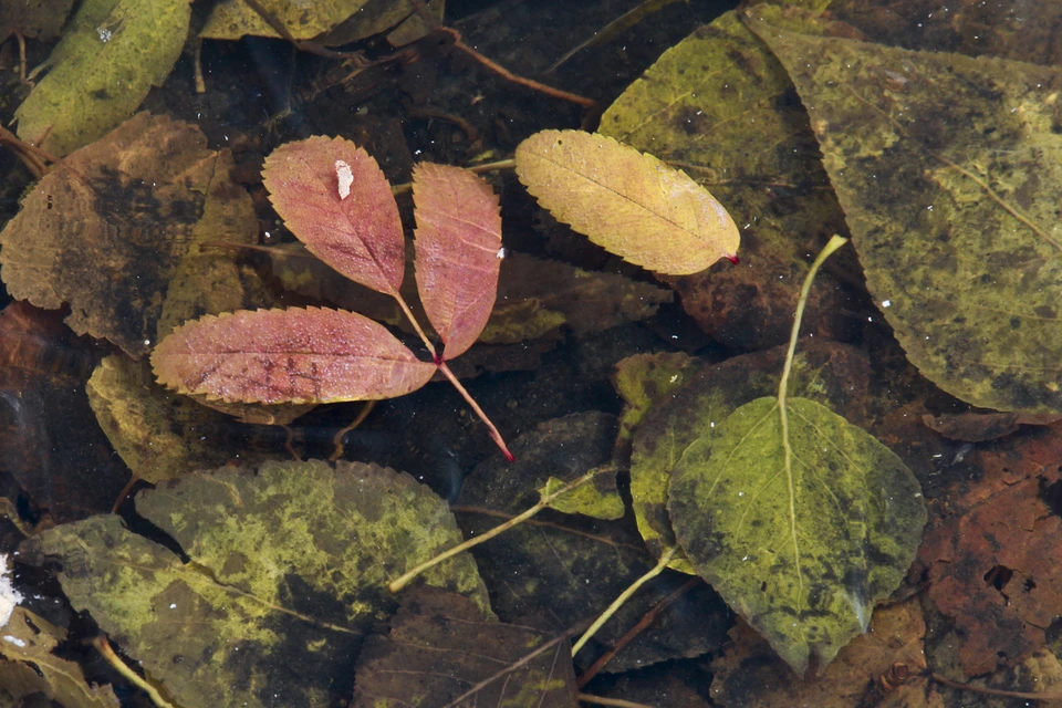 Небольшие дожди пройдут в крае