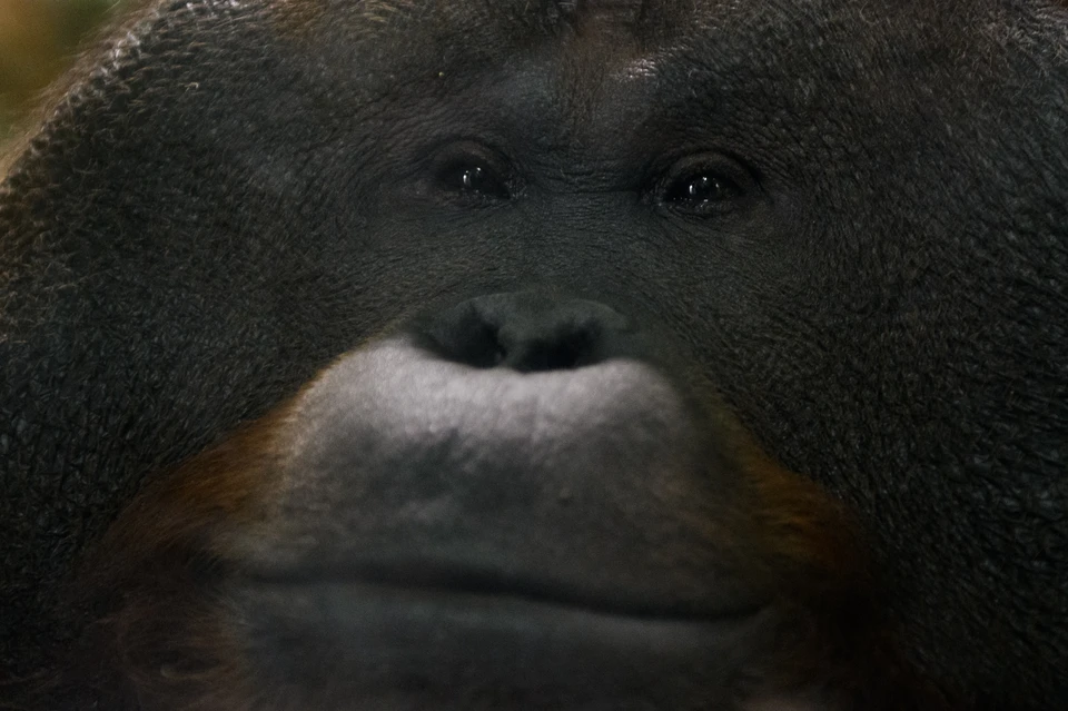 В Новосибирском зоопарке дочери Бату и Мишель исполнилось три месяца.