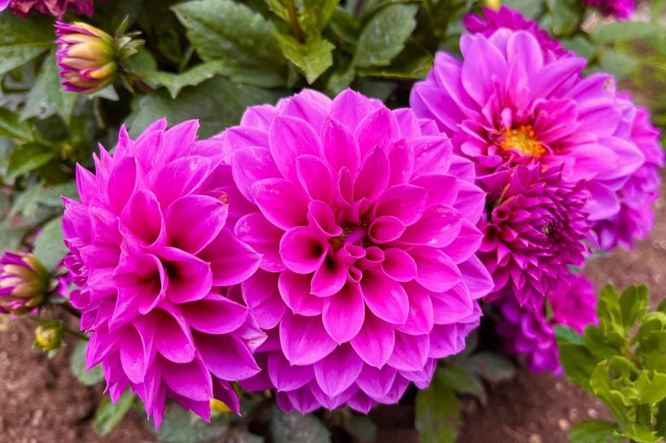 Фото: архив "КП"