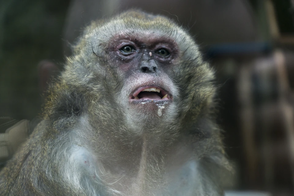 В США застрелили сбежавшую лабораторную обезьяну.