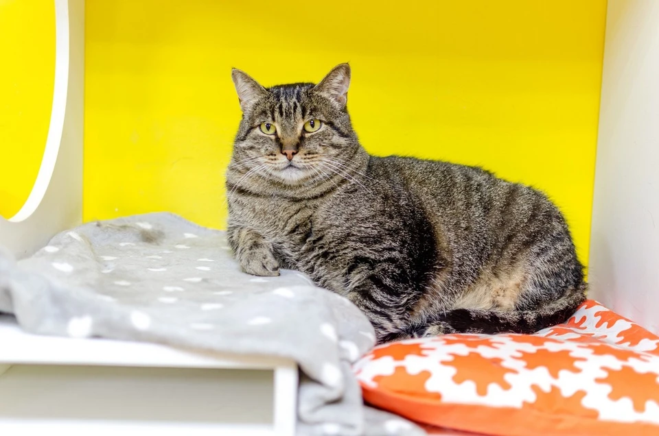 Красноярский суд будет рассматривать иск в отношении домашнего кота