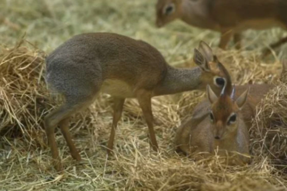 У дикдиков родились две малышки. Фото: Пресс-служба Новосибирского зоопарка
