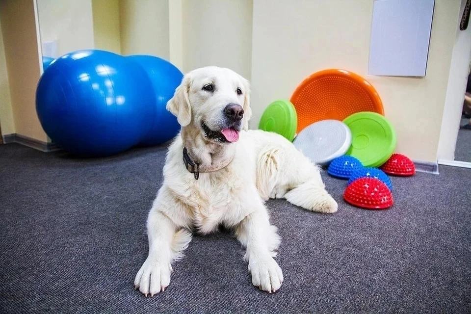 Кинолог Голубев: причиной храпа у собак часто бывает лишний вес