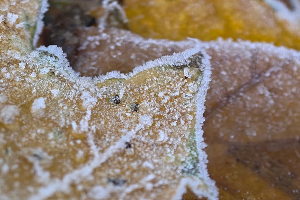 В Новосибирской области ожидается теплый ноябрь.