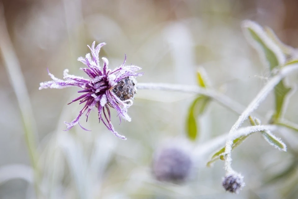 Погода без существенных осадков ожидается в Хабаровском крае 5 ноября