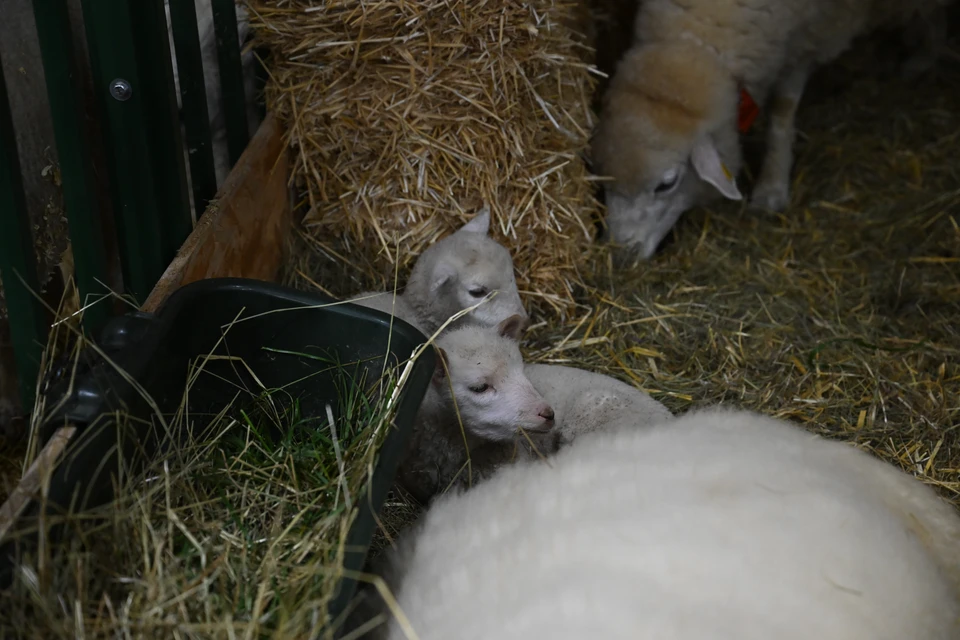 Десятки тысяч овец могут разместить на площадках комплекса