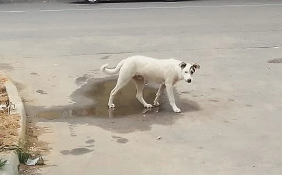 Жительница пожаловалась на агрессивных собак в центре Кирова.