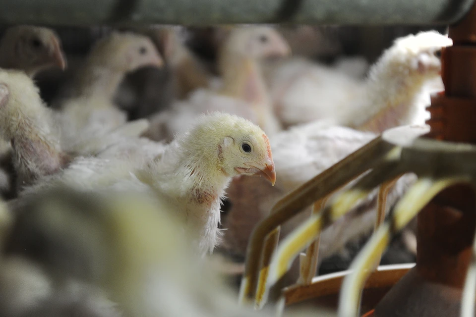 Фото: архив "КП".