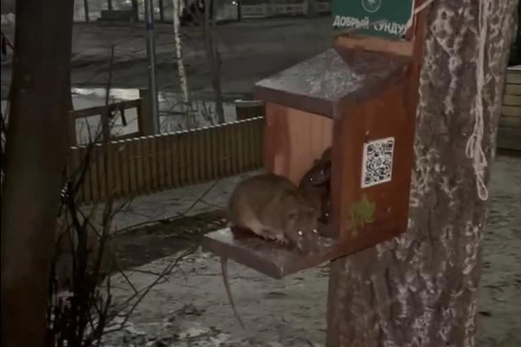 Едят беличий корм и катаются по замерзшему пруду: в Балатовском поселились крысы