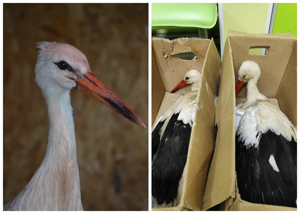 Фото: «Дом Белого Аиста».