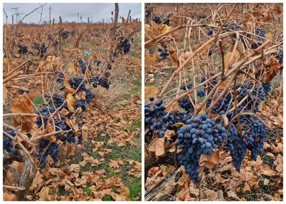 80 тонн продукции остались неубранными. Фото: коллаж КП