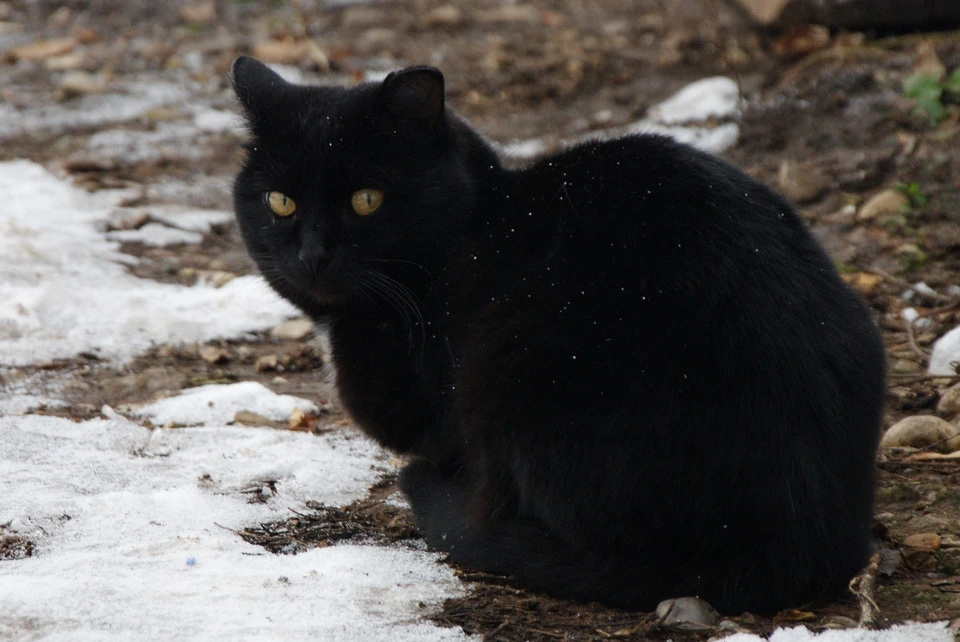 Температура воздуха в дневные часы будет колебаться от +2 до +7 градусов.