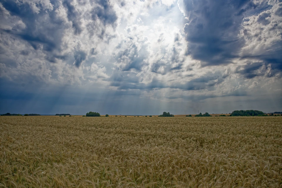 Минтранс рассказал об отправке РФ в Армению 1000 тонн пшеницы через Азербайджан
