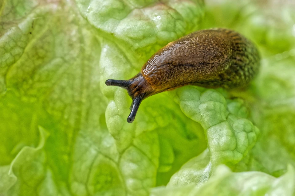 19-летний парень умер, съев на спор слизняка на дне рождени