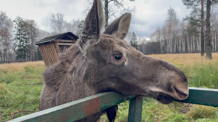 Прятался в озере и спасся чудом: В Москву привезли лосенка Федю, которого удалось отбить у своры собак