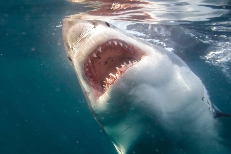 Акула напала на 15-летнюю девочку из России на Мальдивах