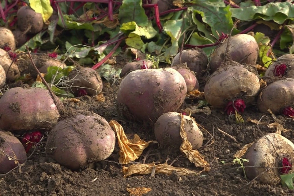 В Херсонской области собрано свыше трех тысяч тонн свеклы Фото: министерство АПК ХО