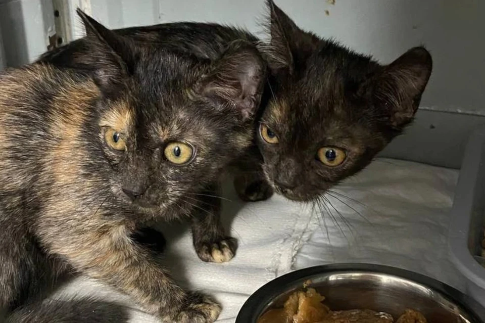 Подброшенные сотрудником ЖЭКа к нижегородскому приюту котята ищут дом. Фото: "Зоопатруль НН"