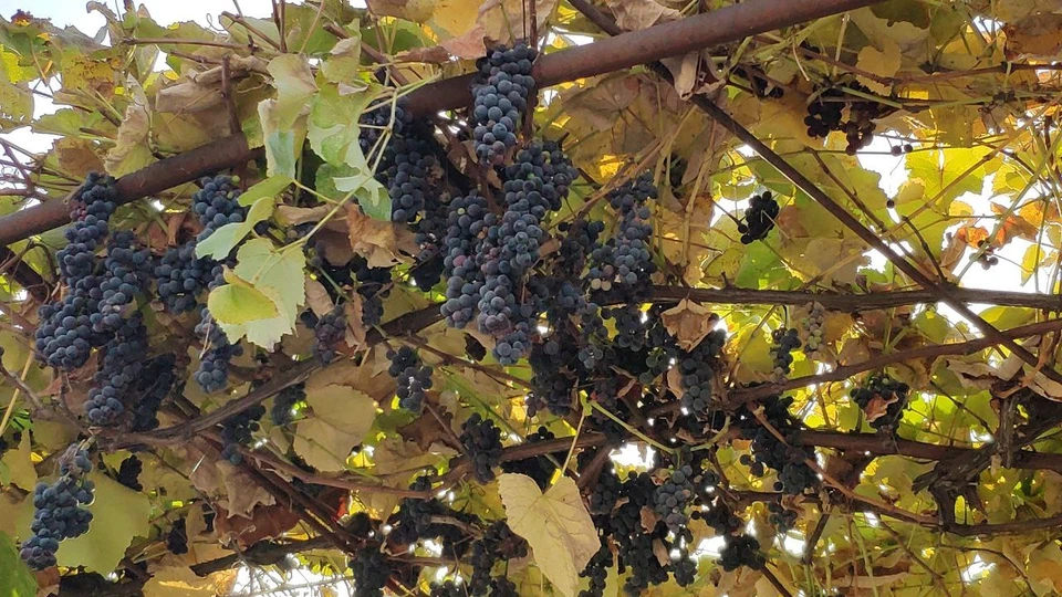 Ноябрь в Крыму