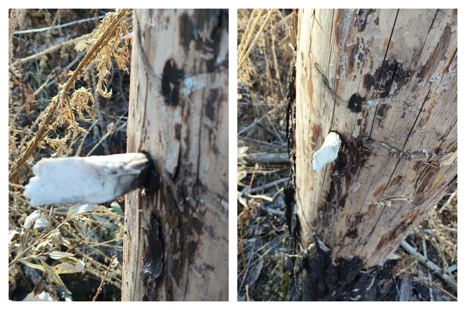 Фото: Андрей Арапов, предоставлено Министерством экологии Челябинской области