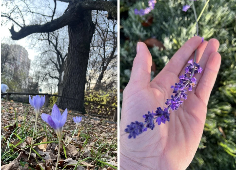 фото ботанического сада Воронежа