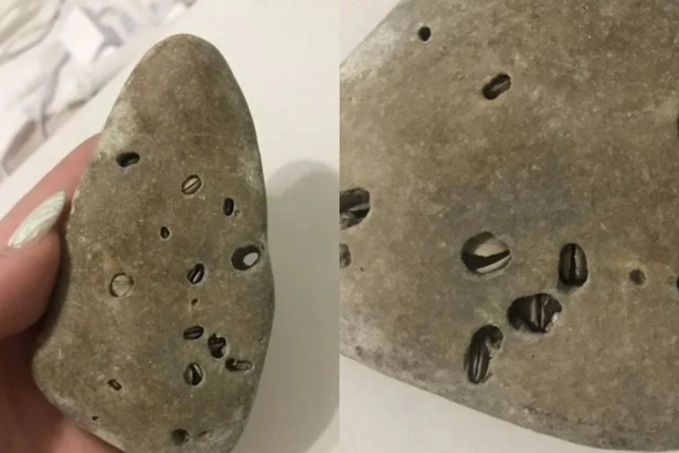 Минералогическая находка содержит древние окаменелости ракушек. Фото: предоставил продавец.