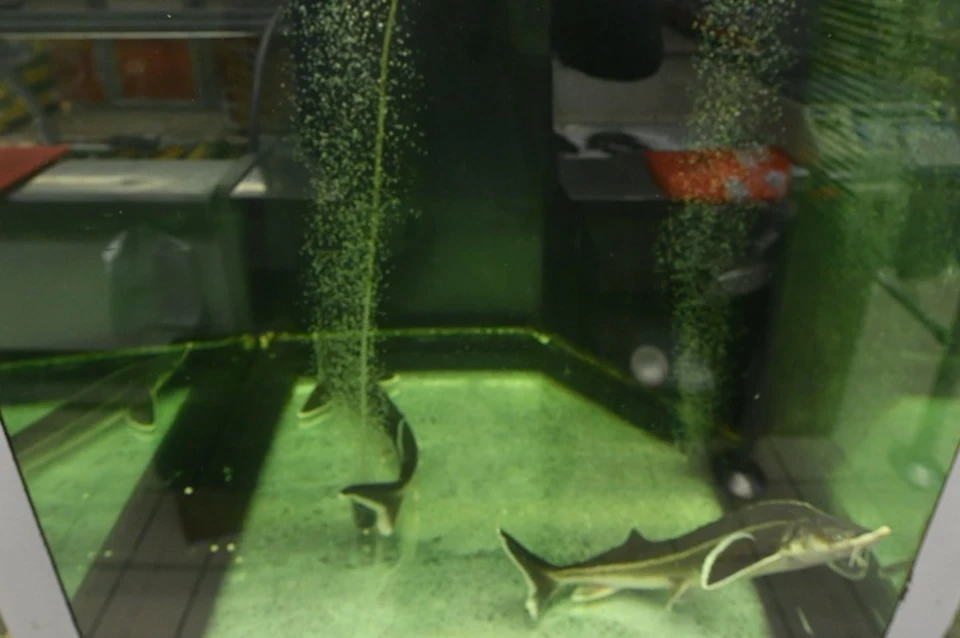 Сибирский осетр