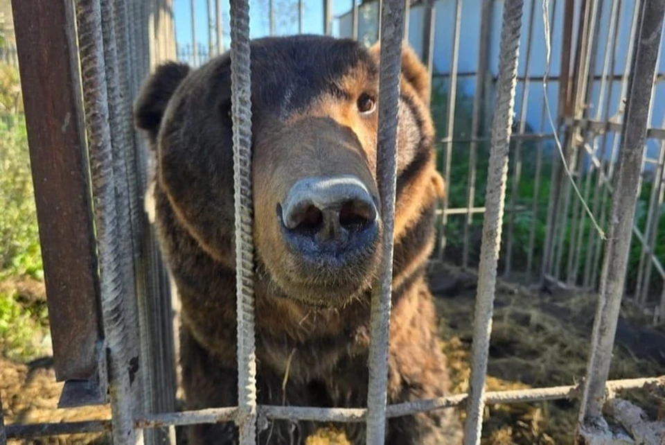 В дагестанском приюте остаются еще три мишки, ждущие спасения. Фото: Росприроднадзор