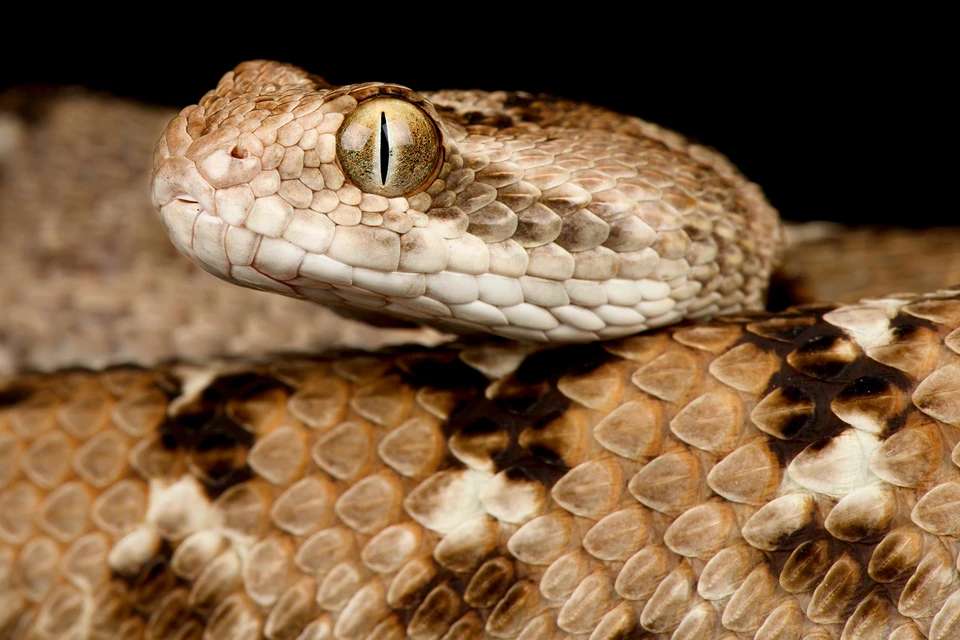 Песчаная эфа входит в десятку самых ядовитых змей в мире. Фото: reptiles4all/Shutterstock/Fotodom