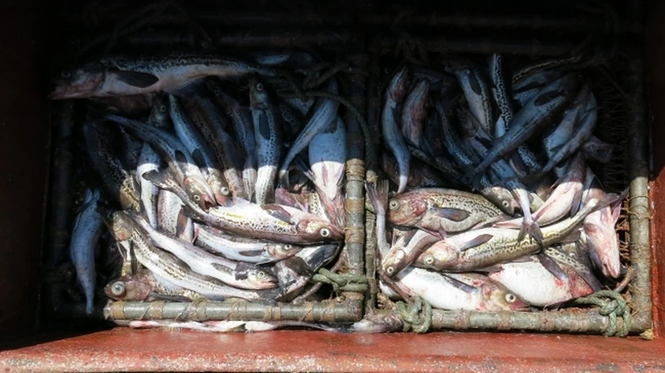 Приморье отправило на экспорт в Китай новые партии рыбы и морепродуктов