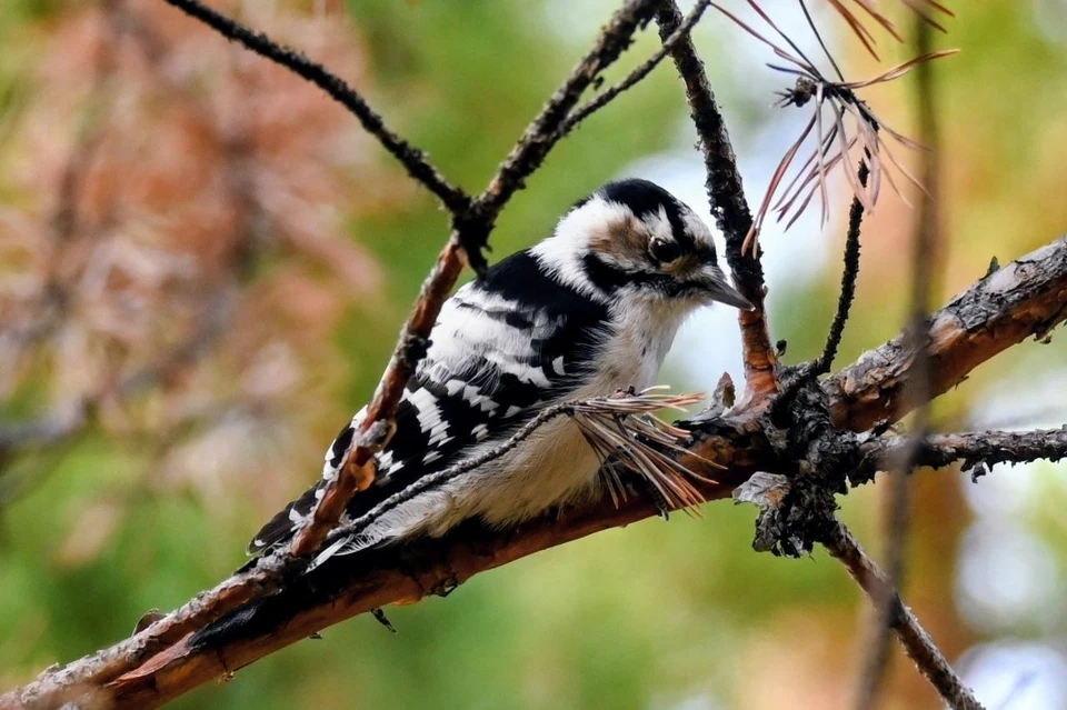 Фото: Лесопожарный центр Красноярского края