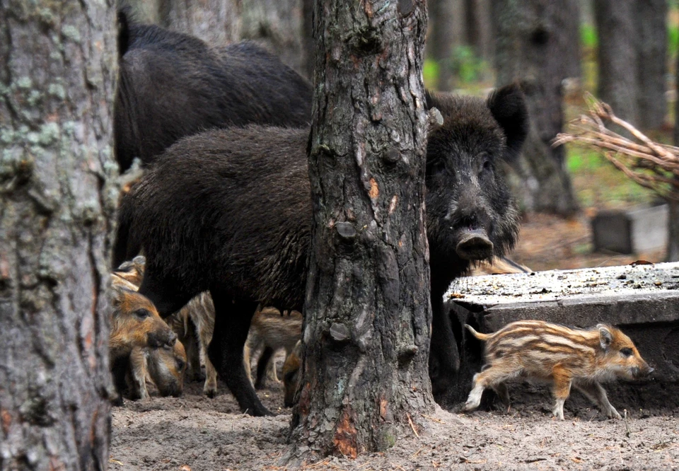 В Абинском районе пожаловались на массовую гибель диких кабанов Фото: Виктор ДРАЧЕВ