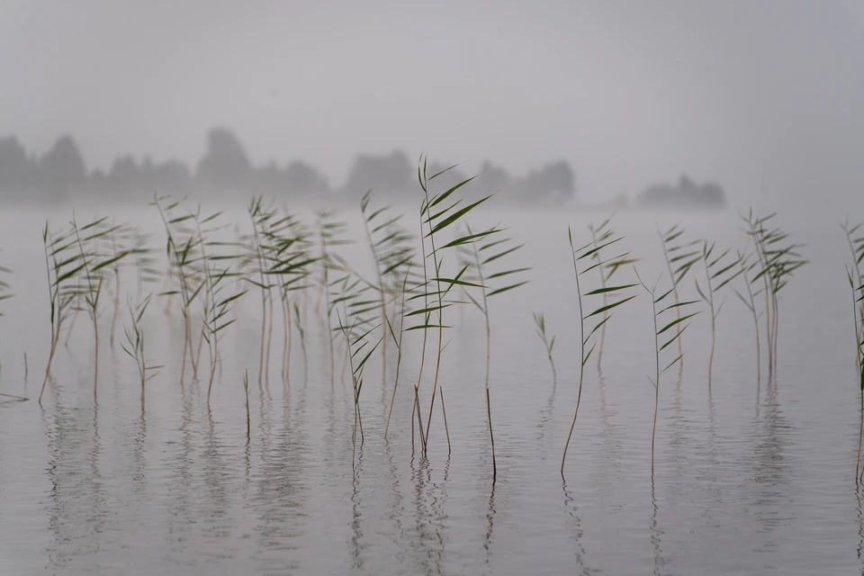 Ульяновскую область окутает сильный туман в середине недели