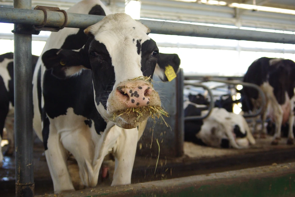 Развитие молочного животноводства является одним из приоритетов для Приморья