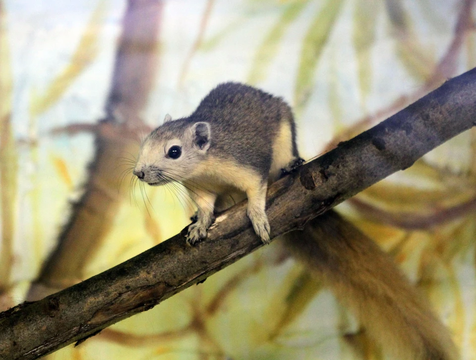 Для белок Финлайсона создали особые условия.