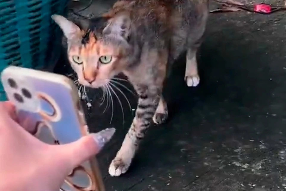 Уличные коты помогли хозяйке найти сбежавшую кошку по фото на смартфоне