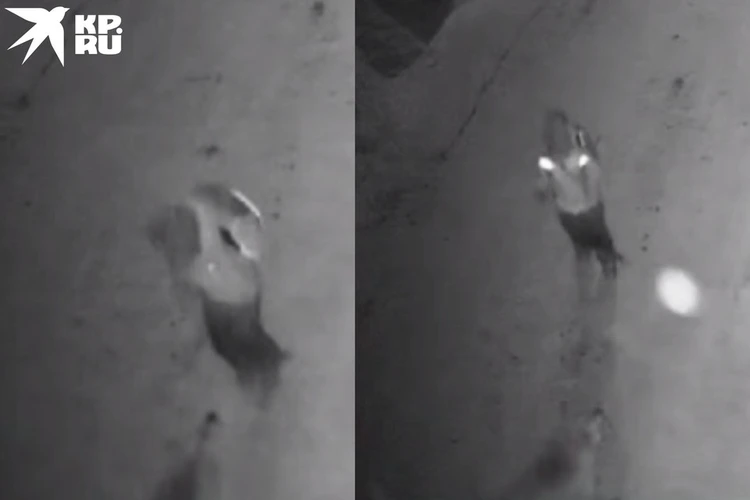 «Псы окружили ребенка, прокусили коленку»: в Новосибирске родители отсудили 60 тысяч за нападение бродячих собак на семилетнюю дочку