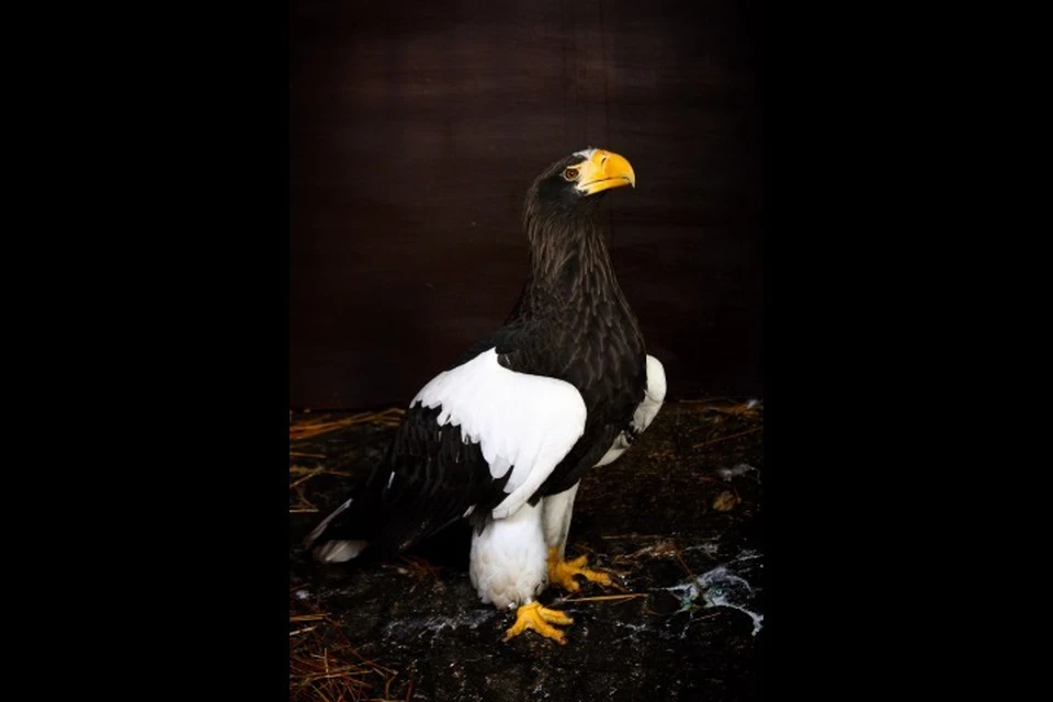 Самка белоплечего орлана поселилась в зоопарке в Ижевске. Фото: udmurt.ru