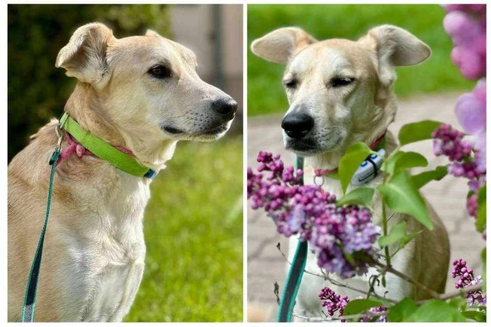 Дворняга из Ростова обрела счастье в Вильнюсе. Фото: предоставлено Аленой Кравцовой.