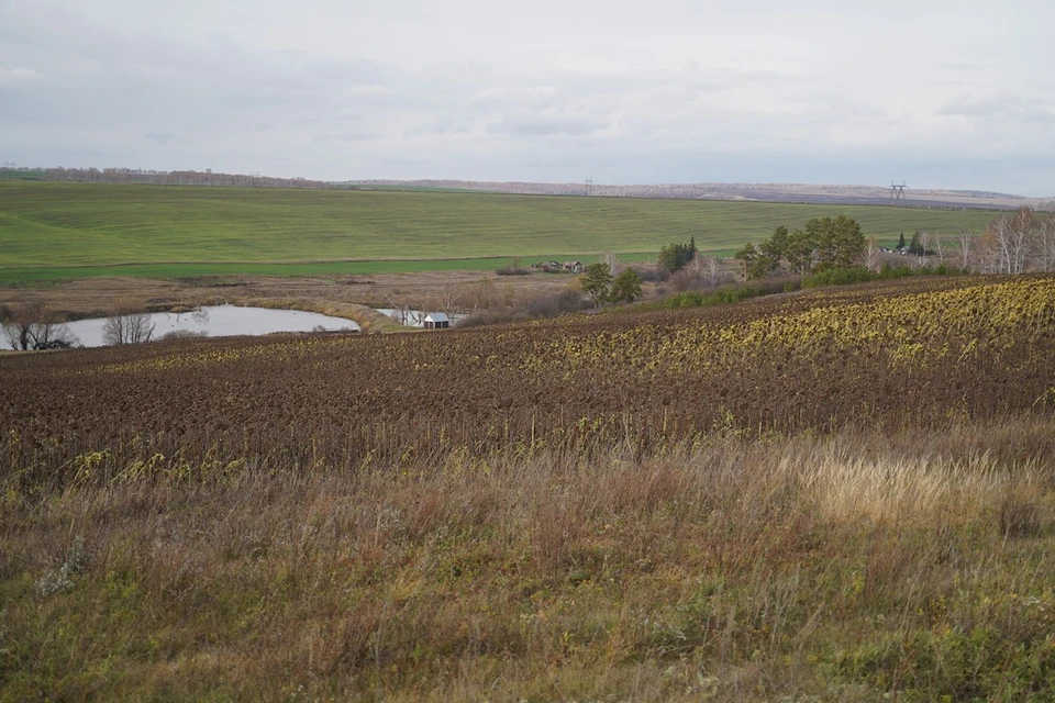 На территории Поволжья на протяжении последних двух тысячелетий практиковалось пивоварение.