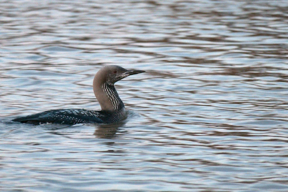 Пернатые наберутся сил и снова продолжат перелет. Фото: t.me/kazdoytvaripopare