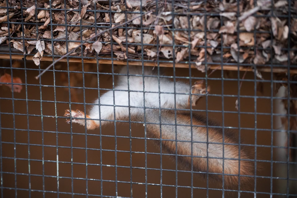 Белки Превоста осваиваются в просторном вольере ульяновского зоопарка