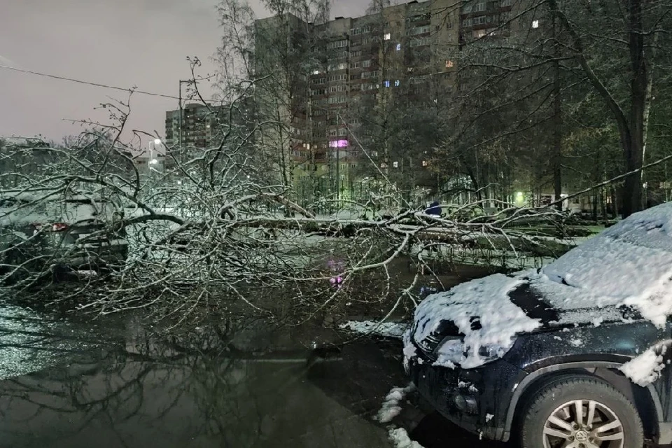 Несколько машин не смогли увернуться от упавших деревьев. Фото: t.me/Megapolisonline