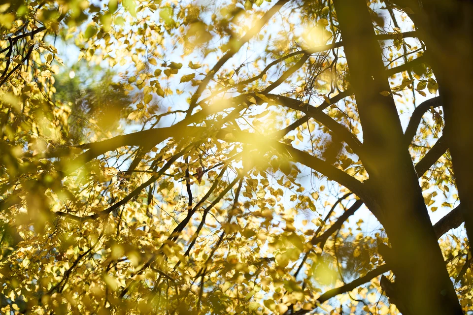 18 и 19 ноября возможны небольшие и умеренные осадки