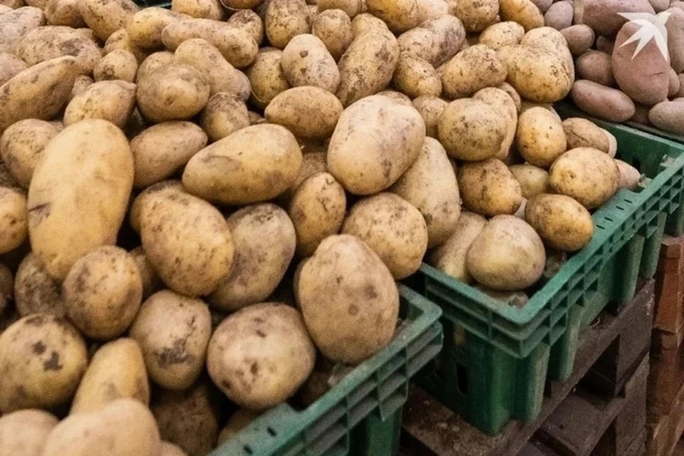МАРТ сказал, сколько будет стоить картофель в Беларуси в 2025 году. Снимок носит иллюстративный характер.