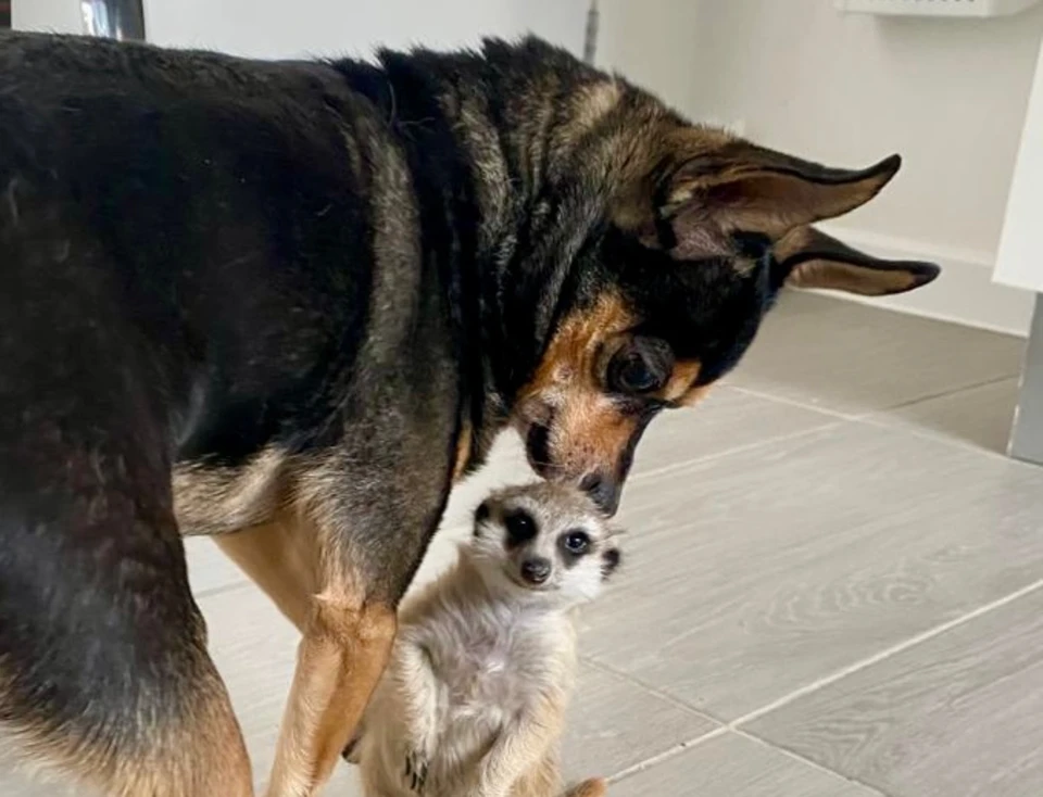 Фото: У Лукоморья | Центр реабилитации животных.